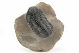 Phacopid (Morocops) Trilobite - Foum Zguid, Morocco #216576-5